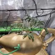 Frosty’s Auto Freak Grow Contest