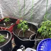 SHED/TENT GROW: 5.14.26 to XX