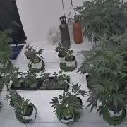 TheGreenHill PhenoHunt