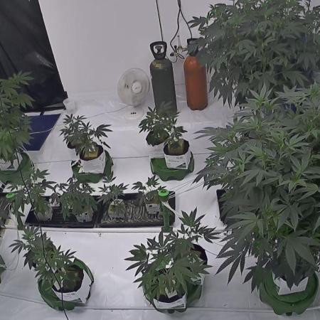 TheGreenHill PhenoHunt