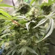 Karels Herer Haze/ AutoPot + Athena