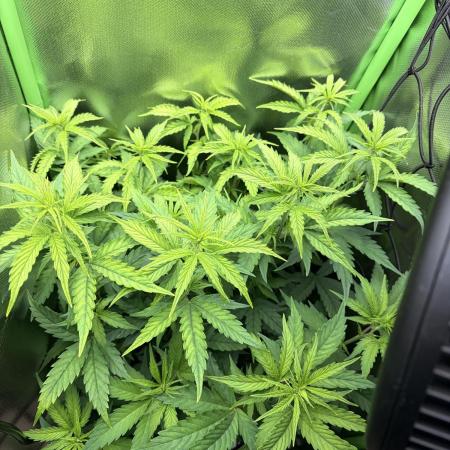 C99 – Flying High in the Mini Lab