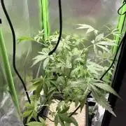 C99 – Flying High in the Mini Lab
