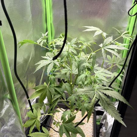 C99 – Flying High in the Mini Lab