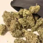 Lemon Haze Living Soil BioTabs