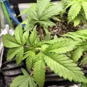 Karels Herer Haze/ AutoPot + Athena