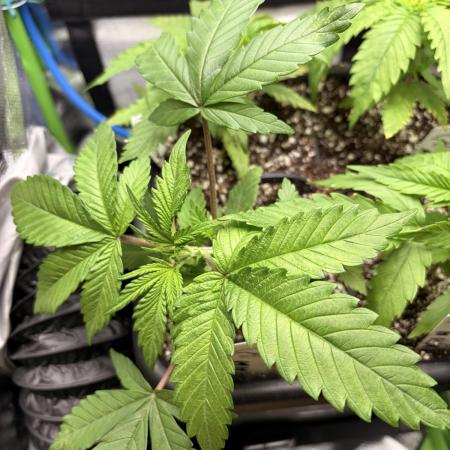 Karels Herer Haze/ AutoPot + Athena
