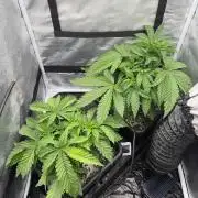 The gassy one/ AutoPot + Athena run