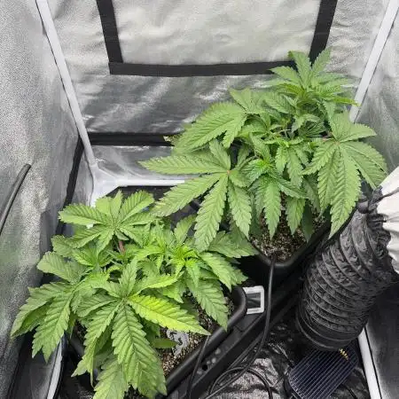 The gassy one/ AutoPot + Athena run