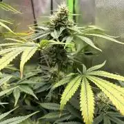 Karels Herer Haze/ AutoPot + Athena