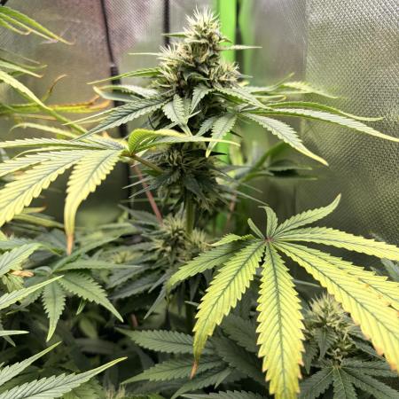 Karels Herer Haze/ AutoPot + Athena