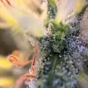 Karels Herer Haze/ AutoPot + Athena