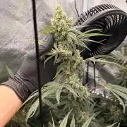 The gassy one/ AutoPot + Athena run