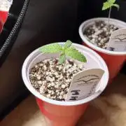 Karels Herer Haze/ AutoPot + Athena