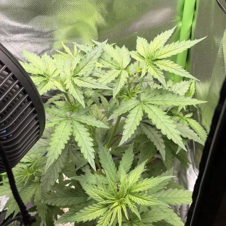 C99 – Flying High in the Mini Lab