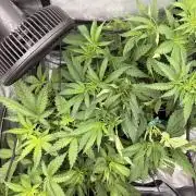 The gassy one/ AutoPot + Athena run