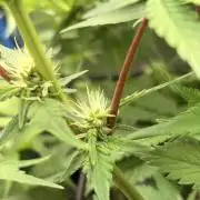 Karels Herer Haze/ AutoPot + Athena