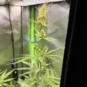 Karels Herer Haze/ AutoPot + Athena