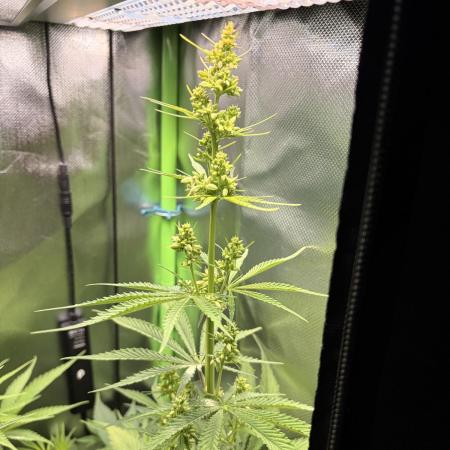 Karels Herer Haze/ AutoPot + Athena