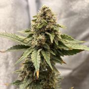 Lemon Haze Living Soil BioTabs
