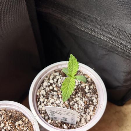 The gassy one/ AutoPot + Athena run