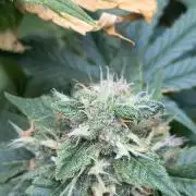 Karels Herer Haze/ AutoPot + Athena