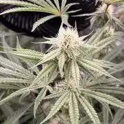 The gassy one/ AutoPot + Athena run