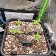 Karels Herer Haze/ AutoPot + Athena