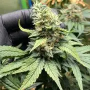 Karels Herer Haze/ AutoPot + Athena