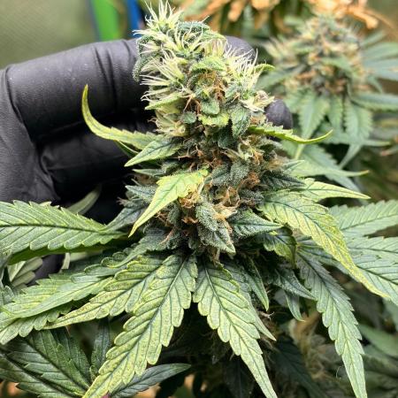 Karels Herer Haze/ AutoPot + Athena