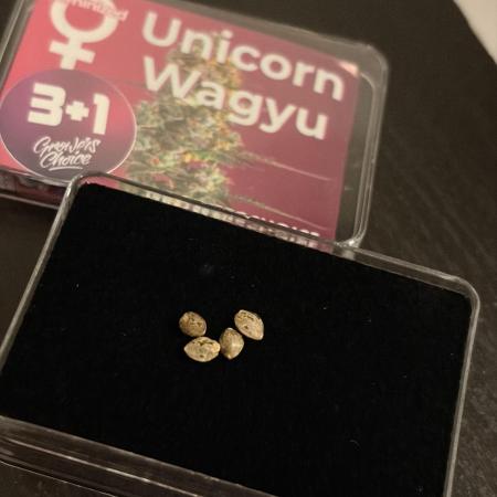 The real hunt for the Unicorns