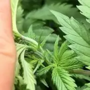 Karels Herer Haze/ AutoPot + Athena