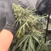 The gassy one/ AutoPot + Athena run