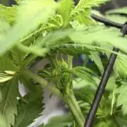 Karels Herer Haze/ AutoPot + Athena
