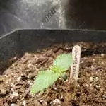 Bruce Banner Auto