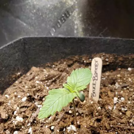 Bruce Banner Auto