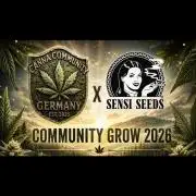 CCG x Sensi Seeds Sticky Orange XXL