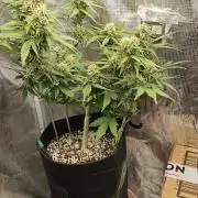 Gorilla Cookies
