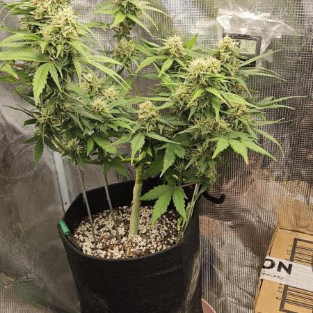 Gorilla Cookies