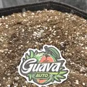 GUAVA