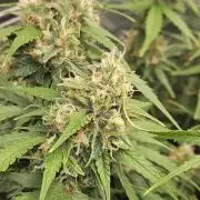 Gorilla Cookies