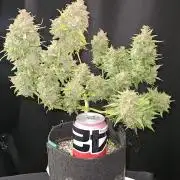 Gorilla Cookies