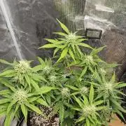 Gorilla Cookies