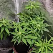 Gorilla Cookies