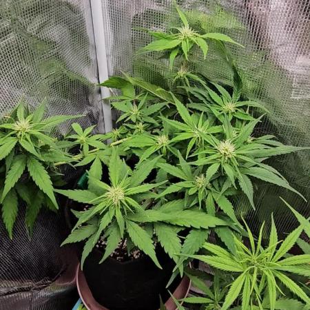 Gorilla Cookies