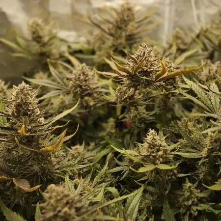 Guava RF3 First indoor grow