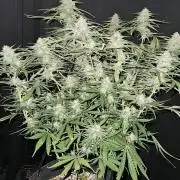 Apple Strudel Auto