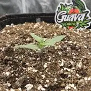 GUAVA