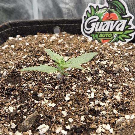GUAVA