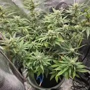 GUAVA